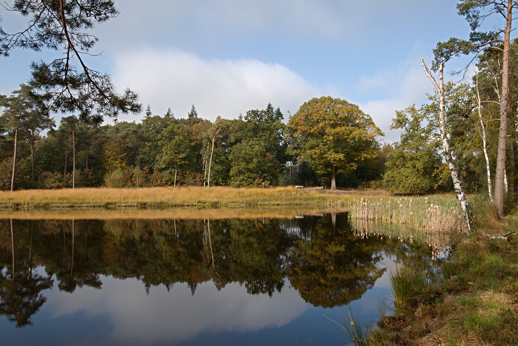 baronie van breda leemputten boswachterij dorst mastbos chaamse bossen Liesbos Vuchtpolder hdr bos Strijbeekse Heide staatsbosbeheer